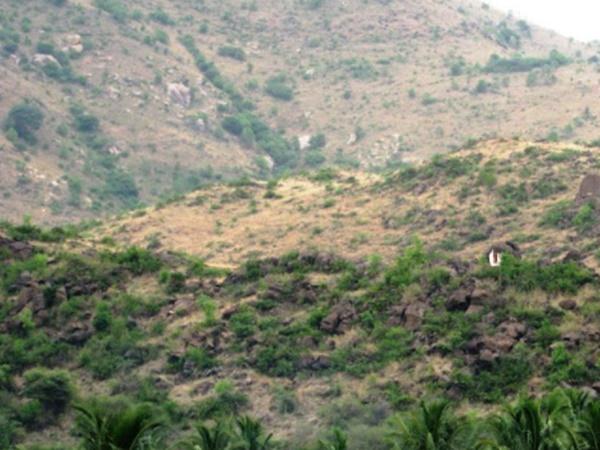 சாகாவரம் தரும் மூலிகை
