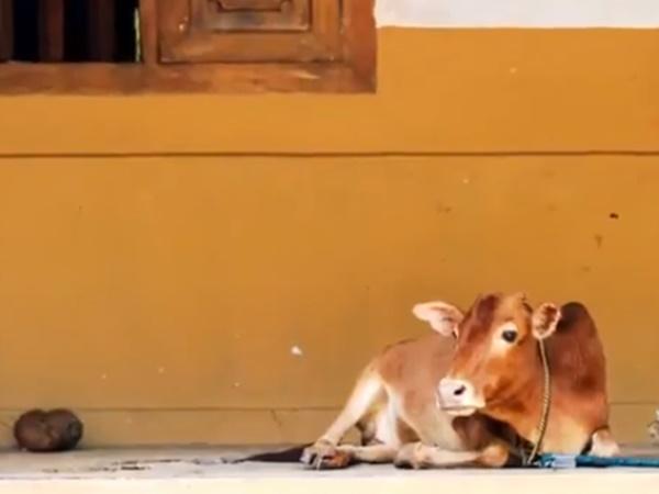 காரில் மேயச் செல்லும் மாணிக்கம்