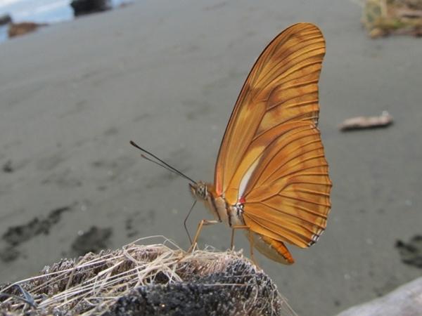 வண்ணத்துப்பூச்சி கடற்கரை
