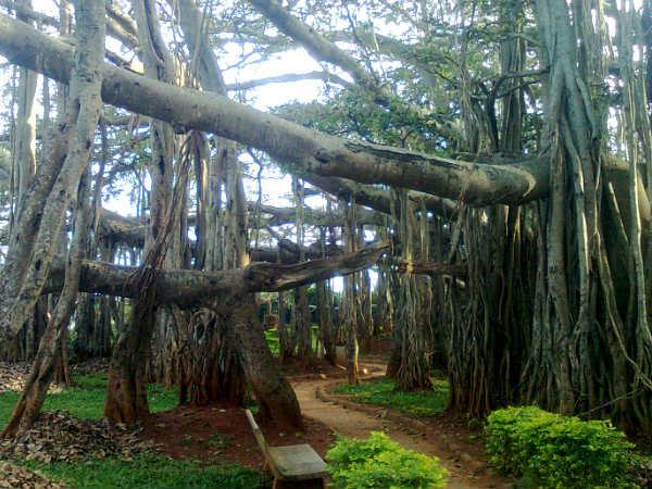 திம்மம்ம மர்ரிமனு
