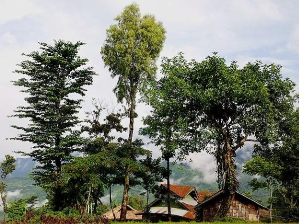 மான்