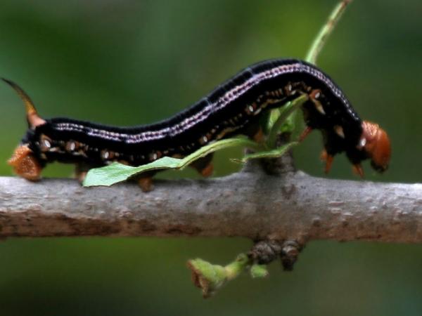 மிருகவாணி தேசியப்பூங்கா