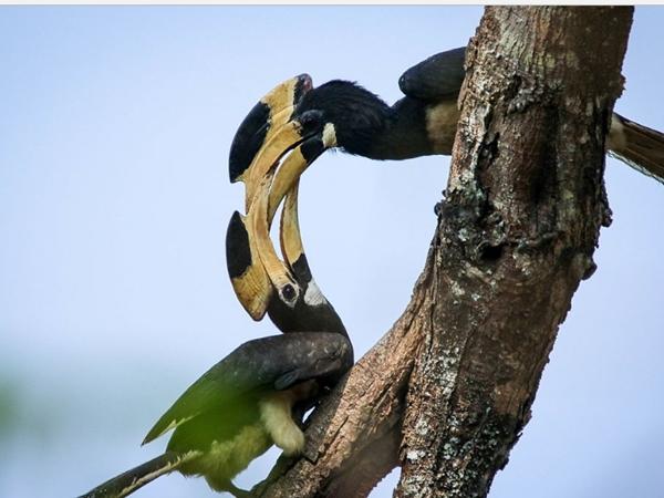 தன்டேலி வனவிலங்கு சரணாலயம்
