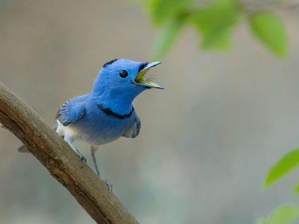 பென்ச்