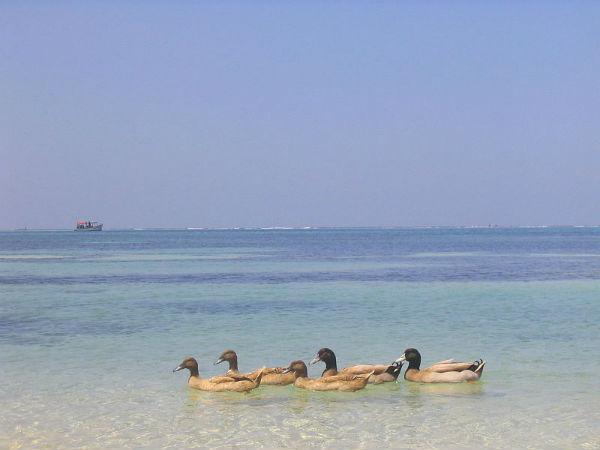 மாலிகு தீவு