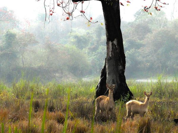 22. ஆசையைத் தூண்டும் காசிரங்கா வனக்காடு