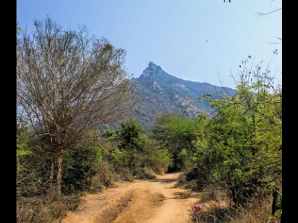 பிரம்மராம்பிகை அம்மன்