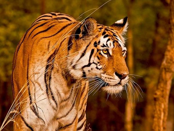 சிறந்த காலம் மற்றும் எப்படி செல்வது?