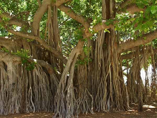 அடையாறு ஆல மரம், சென்னை :