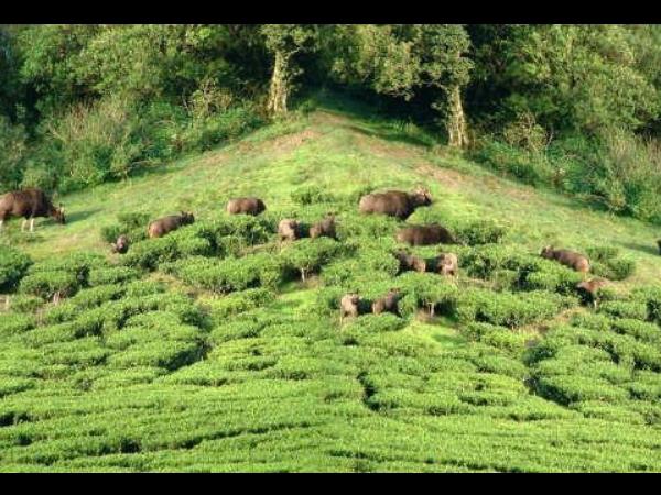 வெல்லப்பாறா நீர் வீழ்ச்சி: