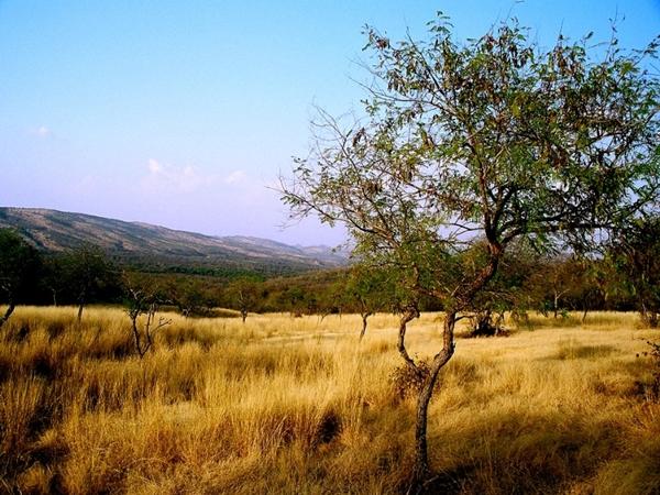 6. ரண்தம்போர் வனப்பகுதி