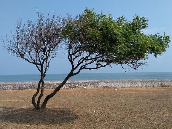 புனித சேவியர் குகை