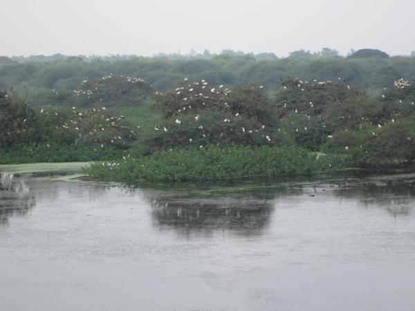 பறவைகள் சரணாலயம்