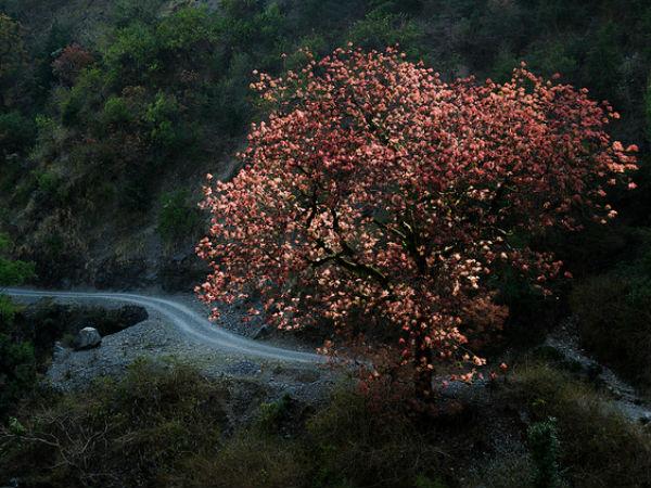பாங்காட் கில்புரி பறவைகள் சரணாலயம் செல்வது