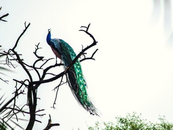 போரி வனவிலங்கு சரணாலயம்