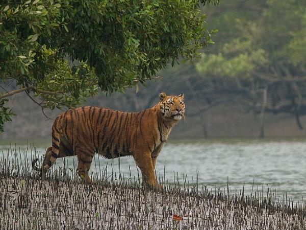 சுந்தரவனக் காடுகள்