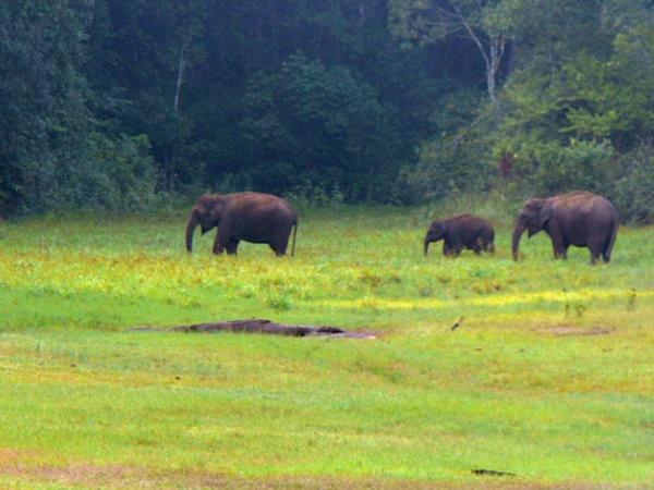 எழில் கொஞ்சும் தேக்கடி