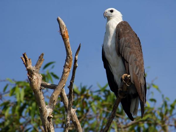 பறவைகள்