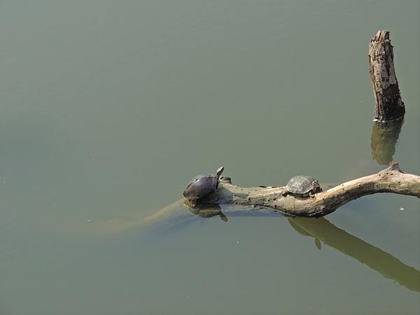 பறவைகள்