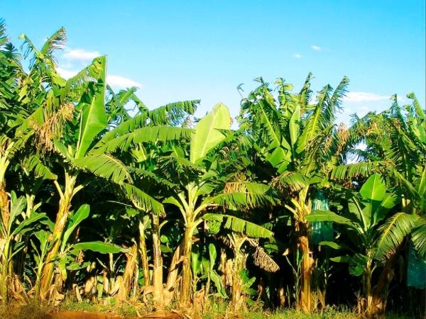 நாஞ்சில் நாட்டின் உணவு
