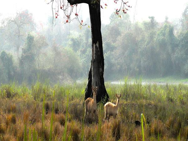 ஆம்சாங் வனவிலங்குகள் சரணாலயம்