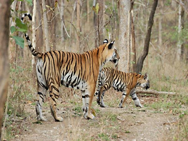 அசனாக்மர் வனவுயிர் சரணாலயம்