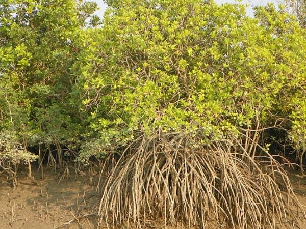 சுந்தரவனக் காடுகள்