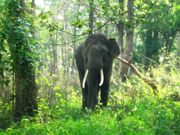 உயிரினங்கள்