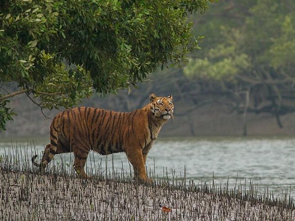கங்கா கழிமுகப் பகுதி