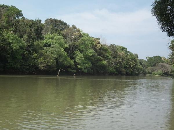 குருவா டிவீப்