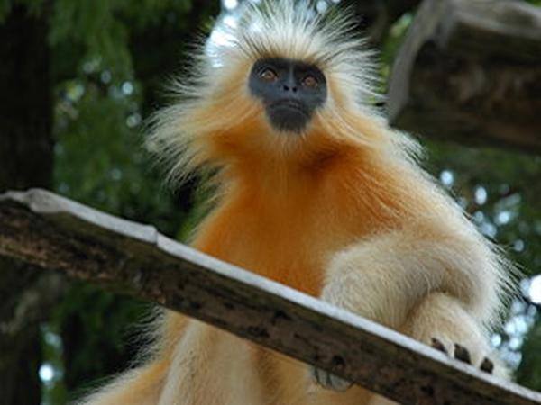 சக்ரஷீலா வனவிலங்குகள் சரணாலயம்