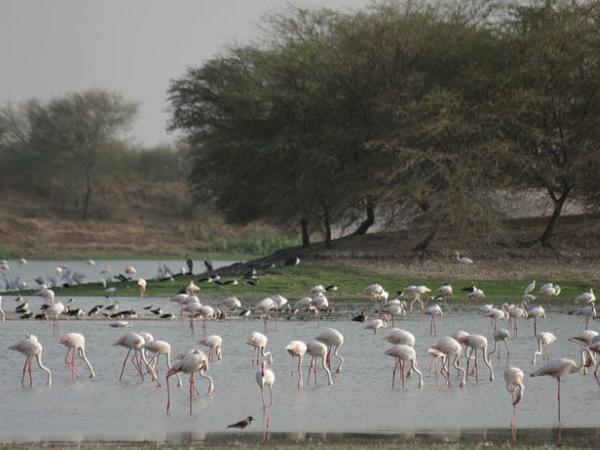 போர்பந்தர் பறவைகள் சரணாலயம்