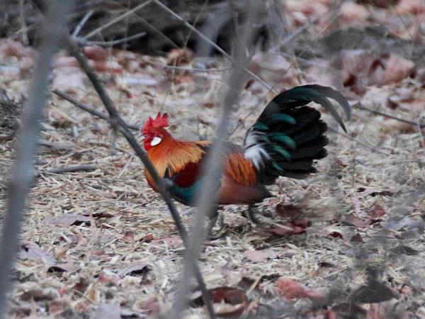 சதுப்பு நிலங்கள்