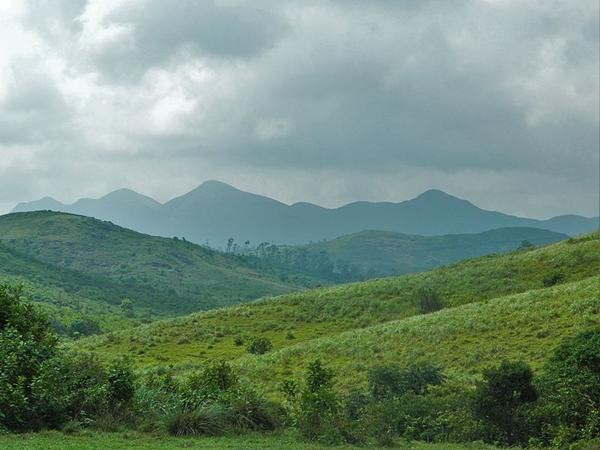 மலைக் காடுகள்