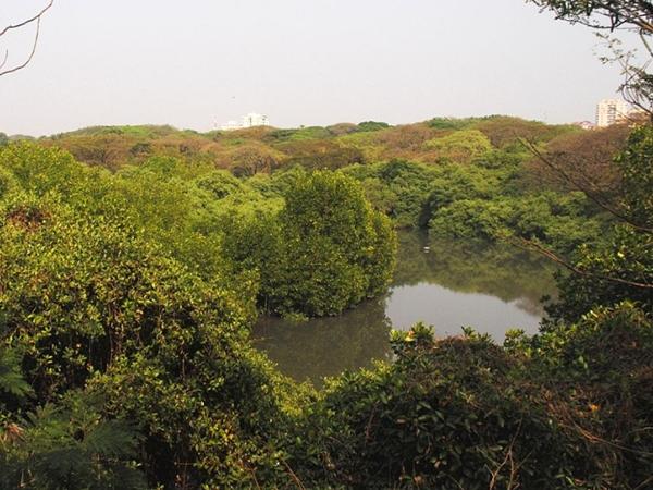 மங்களவனம் பறவைகள் சரணாலயம்