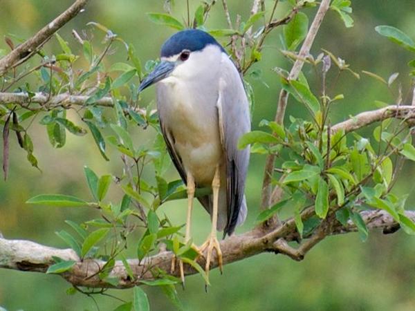 கர்நாடக பறவைகள் சரணாலயங்கள்