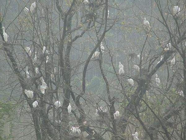 மன்டகட்டே பறவைகள் சரணாலயம்