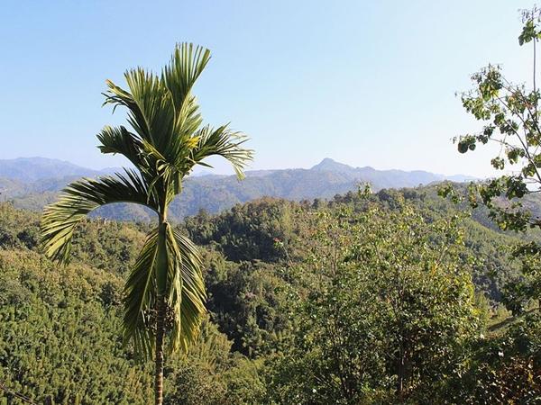 காடு