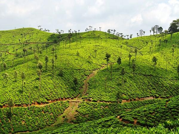 மாஞ்சோலை