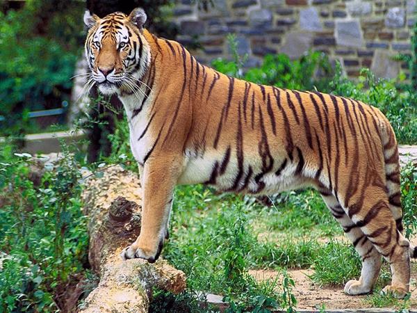 முண்டந்துறை களக்காடு புலிகள் காப்பகம்