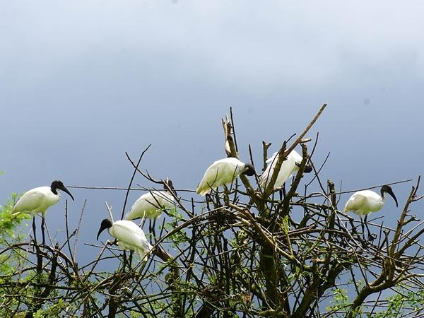 குடவி பறவைகள் சரணாலயம்