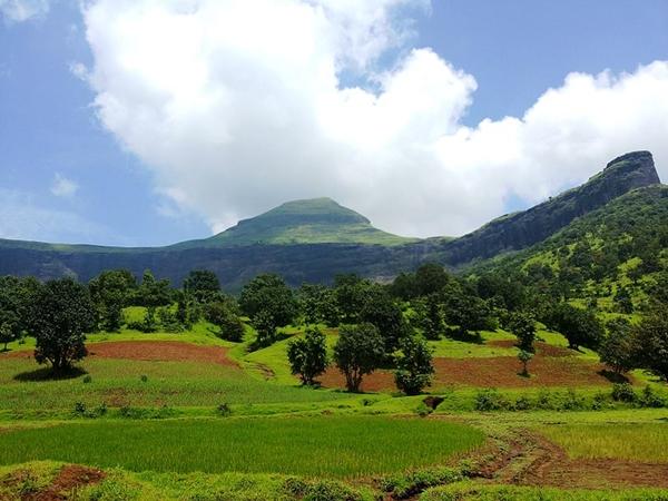பசுமைக் காட்டின் ஊடாக...