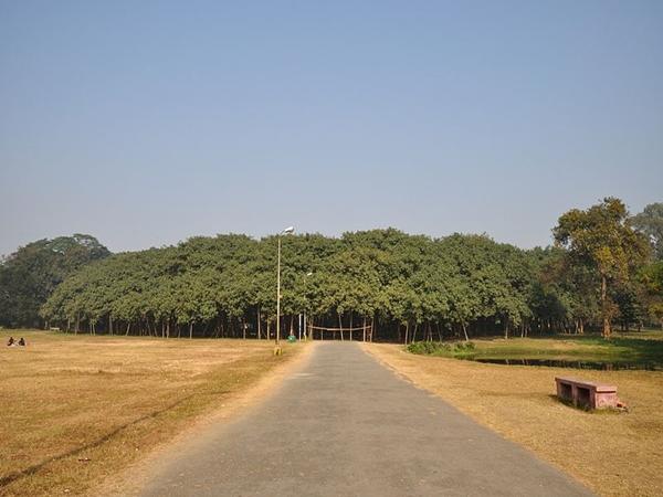 உலகில் பெரிய ஆலமரம்