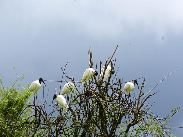 குடவி பறவைகள் சரணாலயம்