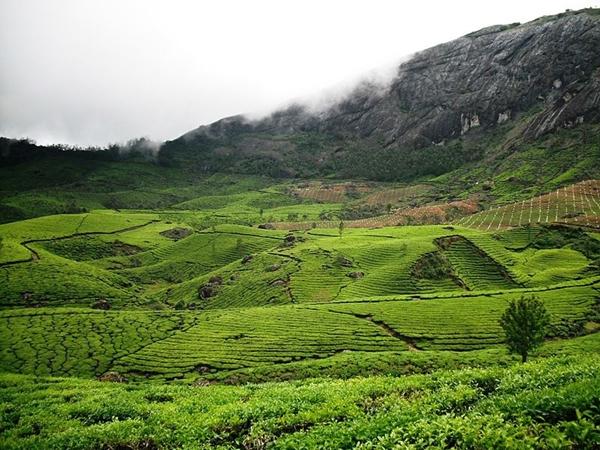 தேயிலைத் தோட்டங்கள்