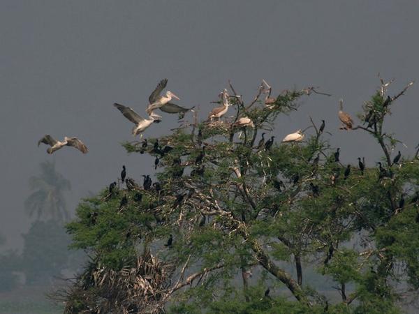 முட்டினகரே பறவைகள் சரணாலயம்