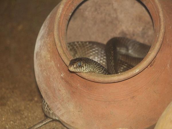 பாம்பு பண்ணை