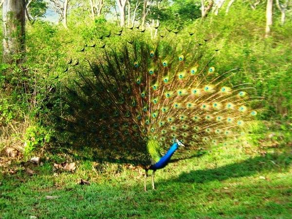 முதுமலை வியூ பாயின்ட்