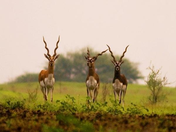 ரனேபன்னூர் மான்கள் பூங்கா