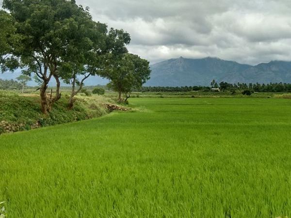 பொள்ளாச்சி எப்போது எப்படி?